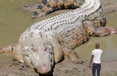 Самые большие животные в мире - 71 фото