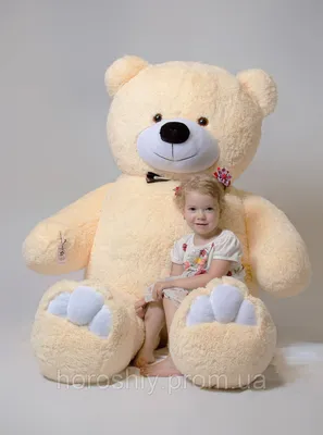 Почему плюшевые медведи — идеальный подарок для детей и взрослых – Главное  в Украине