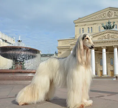 Огромные собаки, которые не подозревают о своих размерах - Общение на любые  темы - Усадьба Урсы