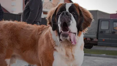 Чем больше собака - тем лучше | Great pyrenees dog, Giant dogs, Huge dogs