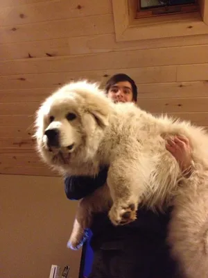 Вы никогда не задумывались над тем, понимают ли большие собаки, насколько  они реально большие? | Пикабу