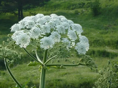 Борщевик Сосновского (Heracleum sosnowskyi) | Запорожское сельское поселение