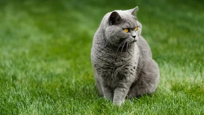 Британская короткошерстная кошка | Пикабу