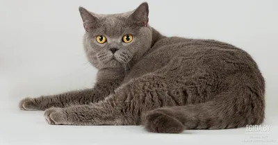 Британская порода кошек. Полное описание породы