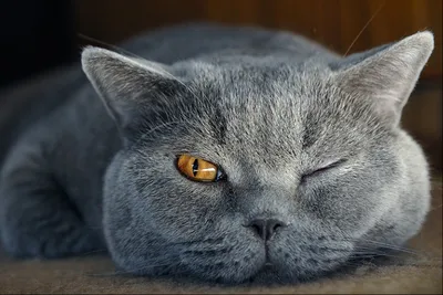 Британская короткошерстная кошка: Потомки Черширских котов - Породы кошек -  CATS-портал