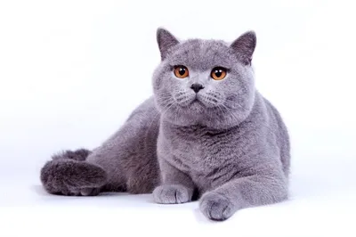 Британская короткошерстная кошка: фото, характер, описание породы | Royal  Canin