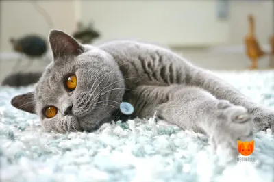 Британская короткошерстная кошка описание породы! | Пикабу