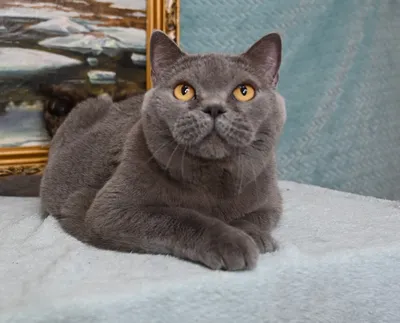 Британская короткошерстная кошка (BRI) | Породы кошек - описание пород  лучших кошек с фото