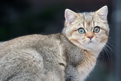 Любители породы кошек Британский короткошерстный - Британская  короткошерстная кошка — идеальный домашний питомец для тех, кто любит покой  и тишину. Представители этой породы — настоящие английские аристократы,  которые ни за что не