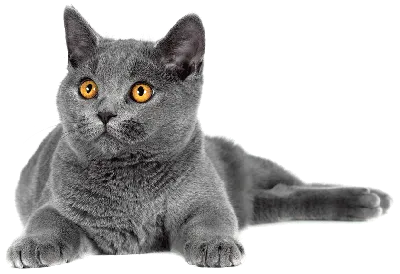 Британская Короткошерстная Кошка - Бесплатное фото на Pixabay - Pixabay