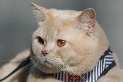 Британская короткошерстная кошка 🐱 ⠀ Кошки британской короткошерстной  породы имеют хорошее генетическое здоровье. Однако некоторые линии … |  Instagram