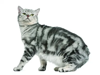 Британская короткошерстная кошка - Интернет-магазин \"Belvet\" - онлайн  гипермаркет, ветеринарные товары и оборудование