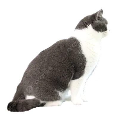 Британская короткошерстная кошка: О породе - Породы кошек - CATS-портал