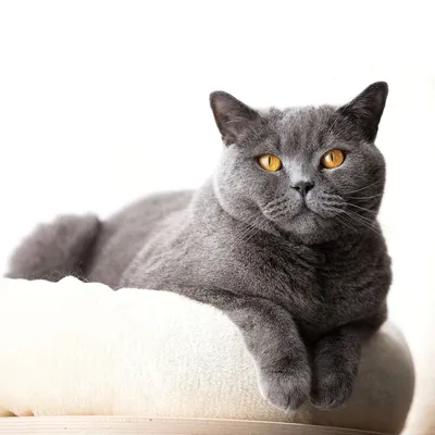 Британская короткошёрстная кошка — British Shorthair, BRI, Shorthair |  Котомир