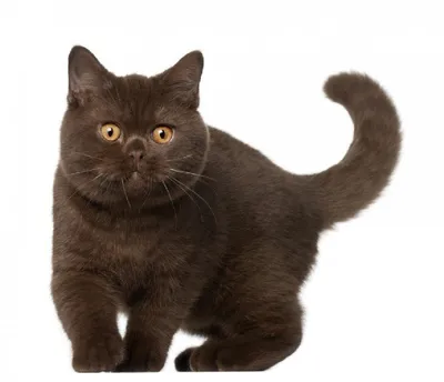 Окрасы британских кошек | Имена котят, Имена кошек, Любители кошек