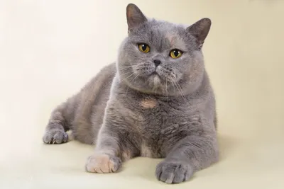 Британская кошка - характер и разновидности. Знаете ли вы, сколько окрасов  у британской кошки? | КотоВедение | Дзен