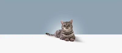 Британская короткошерстная кошка. Все о породе: описание и характеристики,  фото, отзывы, питомники, цена и где купить.