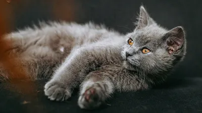 Британская короткошерстная кошка - Интернет-магазин \"Belvet\" - онлайн  гипермаркет, ветеринарные товары и оборудование