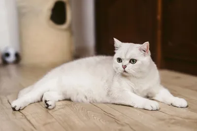 Кошка Ева, порода - британская короткошерстная. Eva Cat breed - british.  Stock-Foto | Adobe Stock