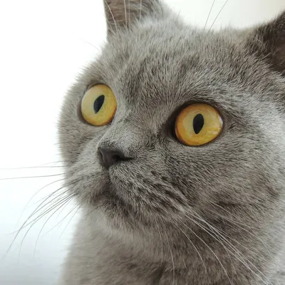 Британская кошка: 2 500 грн. - Кошки Одесса на Olx