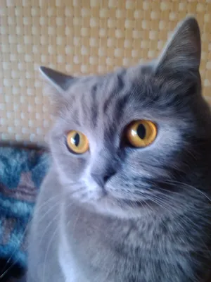 6 шт открыток Британская кошка кот Мохнатый Гав 95995490 купить за 273 ₽ в  интернет-магазине Wildberries