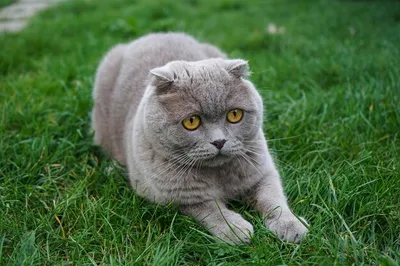 Шотландская вислоухая серая кошка по…» — создано в Шедевруме