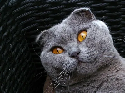 Шотландская вислоухая - популярная порода кошек - YouTube