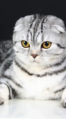 Скоттиш-фолд (Шотландская вислоухая кошка) - «Шотландская вислоухая кошка.  Наша капризная аристократка! Повадки, характер, быт, ладит ли с детьми?!» |  отзывы