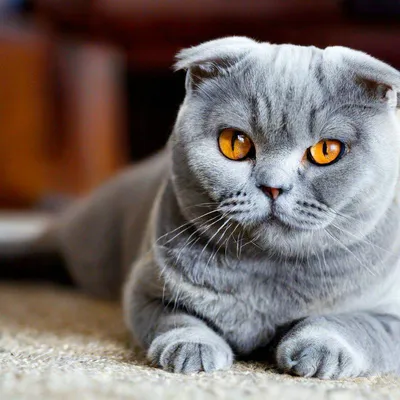 Обои шотландская вислоухая, кошка, котенок, серый, шерсть, милый, животное,  питомец, Scottish … | Шотландские вислоухие котята, Шотландская вислоухая  кошка, Котопес