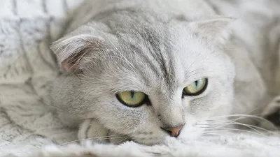 Британская вислоухая кошка» — создано в Шедевруме