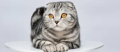 Пропала британская вислоухая кошка - Бюро находок Чирчик на Olx