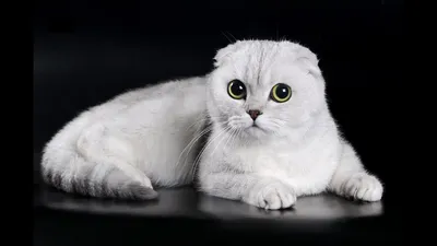 Шотландская вислоухая кошка: особенности породы, поведение, фото | Блог на  VetSpravka.ru