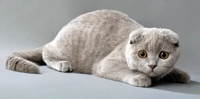Шотландская вислоухая кошка (Скоттиш фолд) – фото, описание, характер, цена
