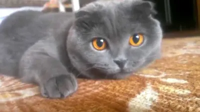 Шотландская вислоухая серая кошка с большими желтыми глазами сидит на  желтом фоне, Stock Footage Включая: кот и серый - Envato Elements