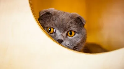 Шотландская Вислоухая Кошка - Невероятные Глаза - YouTube