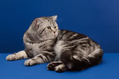 Шотландская вислоухая кошка - характер и особенности породы — online.ua