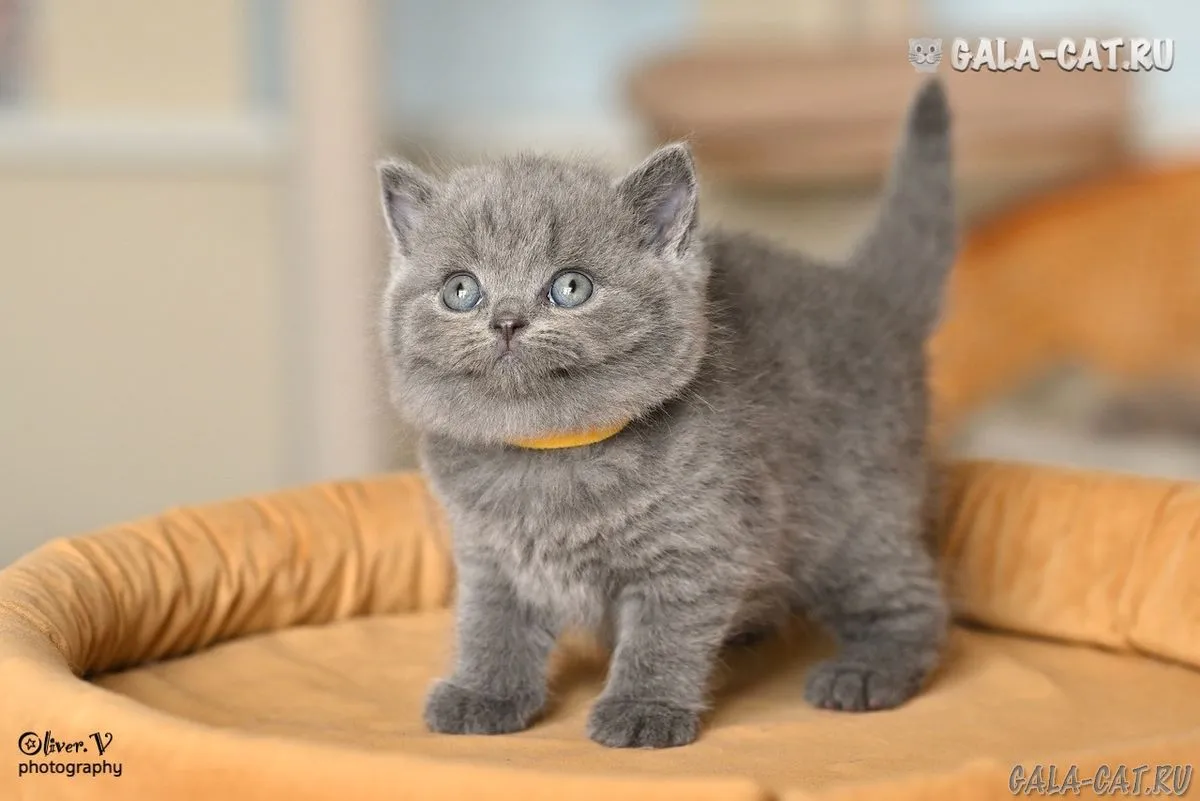 Кошки Британской Породы Характер Фото