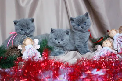 Британские котята в Ставрополе, цена: 2000 объявление №2162 от 17.01.2024 |  Кошки в Ставрополе