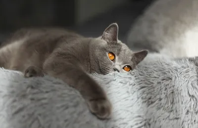 Чистокровные короткошерстные британские котята из питомника: 400 $ - Кошки  Одесса на Olx