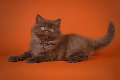 Британская кошка - описание породы кошек: характер, особенности поведения,  размер, отзывы и фото - Питомцы Mail.ru