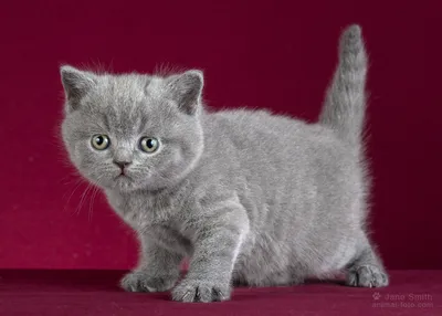 Британские котята лиловые с белым (Litter-Z2) - 25 Марта 2022 - Питомник  GALA-CAT
