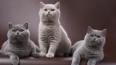 Британские котята | Котомир