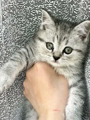 Котята - Британские кошки DandyClub Ярославль