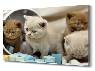 Чистокровные короткошерстные британские котята: 16 500 грн. - Кошки Одесса  на Olx