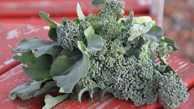 Искусственный брокколи - купить муляж овощей