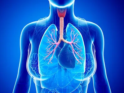 Как связаны бронхиальная астма и здоровье полости рта человека | НоваДент