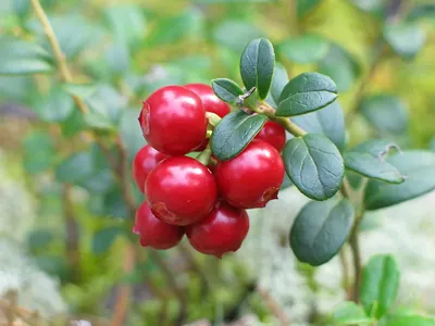 Брусника обыкновенная \"Коралл\" / Vaccinium vitis-idaea \"Koralle\" - Брусника  для выращивания в Подмосковье - купить саженцы