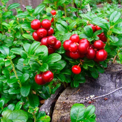 Брусника: выращивание очень полезной ягоды — Soncesad Брусника: выращивание  очень полезной ягоды — Soncesad