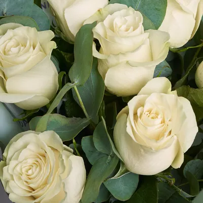 Букет белых роз с зеленью розы заказать в Гродно: доставка, цена, фото