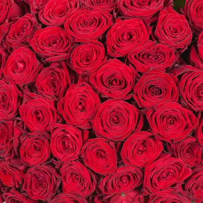 Букет красных роз и синей гортензии за 6060 ₽ с доставкой по Братску